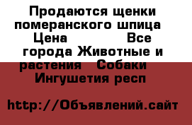 Продаются щенки померанского шпица › Цена ­ 45 000 - Все города Животные и растения » Собаки   . Ингушетия респ.